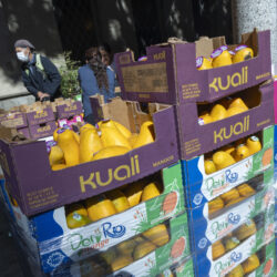 Distribution of mangoes at Immanuel Presbyterian Church in Koreatown.