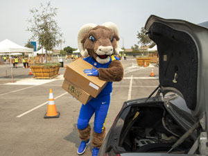 Rampage the Ram loads boxes onto car